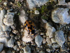 Hippodamia tredecimpunctata