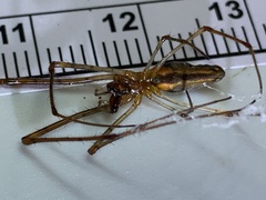 Tetragnatha extensa