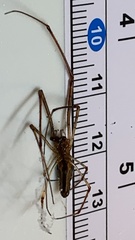 Tetragnatha extensa