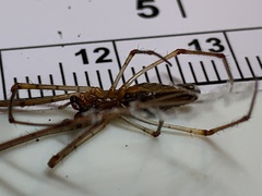 Tetragnatha extensa