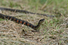 Rhabdophis tigrinus