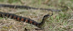 Rhabdophis tigrinus