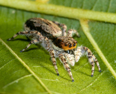 Menemerus bivittatus