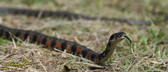 Rhabdophis tigrinus