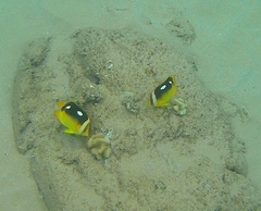 Chaetodon quadrimaculatus