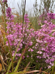 Erica melanthera