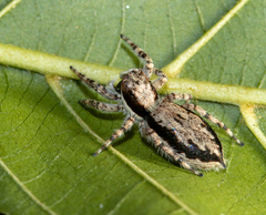 Menemerus bivittatus