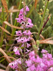 Erica melanthera
