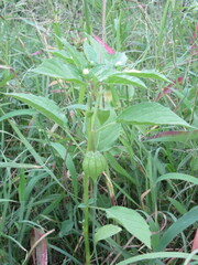 Physalis angulata