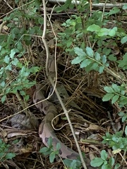 Agkistrodon contortrix