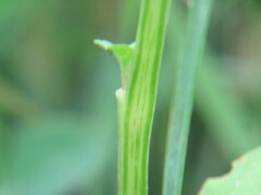 Physalis angulata