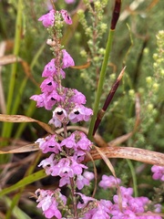 Erica melanthera