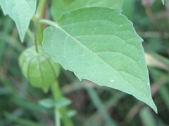 Physalis angulata
