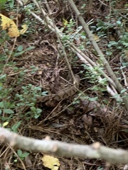 Agkistrodon contortrix