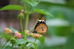 Danaus chrysippus