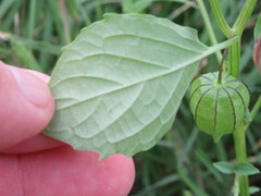 Physalis angulata