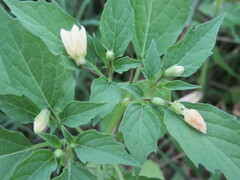 Physalis angulata