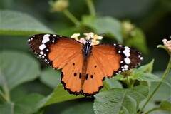 Danaus chrysippus