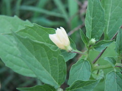 Physalis angulata