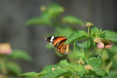 Danaus chrysippus
