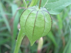 Physalis angulata