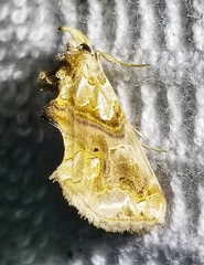 Plusiodonta compressipalpis