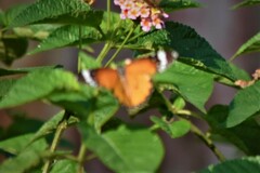 Danaus chrysippus