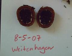 Elaphomyces muricatus