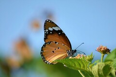 Danaus chrysippus