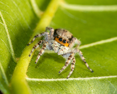 Menemerus bivittatus