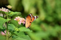 Danaus chrysippus