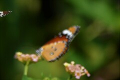 Danaus chrysippus