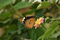 Danaus chrysippus