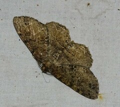 Melanolophia canadaria