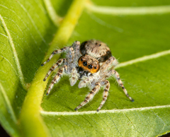 Menemerus bivittatus