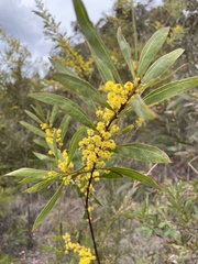 Acacia rubida