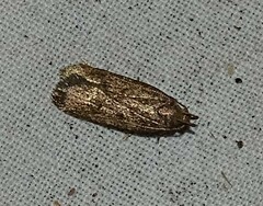 Glyphidocera juniperella