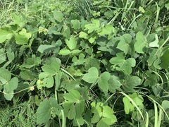 Pueraria montana