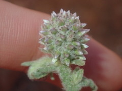Pterocaulon sphacelatum