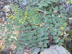 Hosackia crassifolia