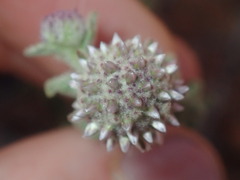 Pterocaulon sphacelatum