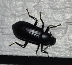 Alobates pensylvanicus