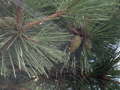 Pinus thunbergii
