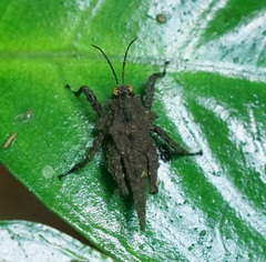 Discotettix kirscheyi