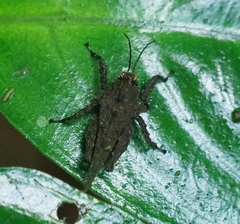 Discotettix kirscheyi