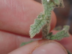 Pterocaulon sphacelatum