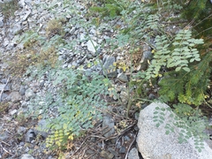 Hosackia crassifolia