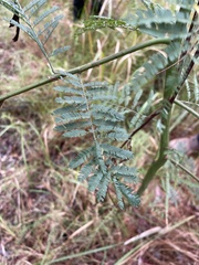 Acacia oshanesii