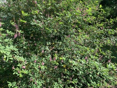 Lespedeza bicolor