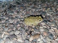 Incilius alvarius